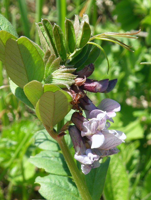 vika plotná / vikev plotní Vicia sepium L.