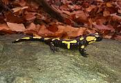 salamandra Škvrnitá