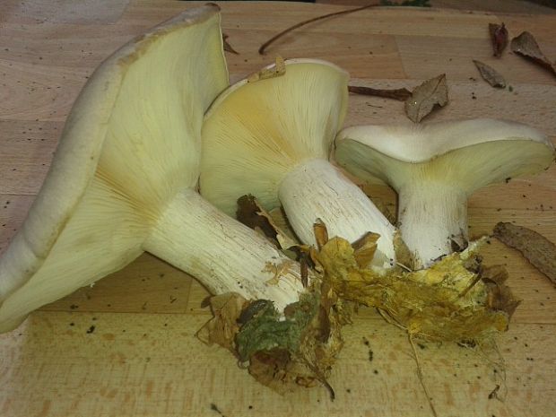 strmuľka inovaťová Clitocybe nebularis (Batsch) P. Kumm.