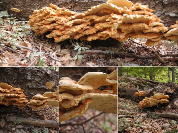 sírovec obyčajný (Laetiporus sulphureus)