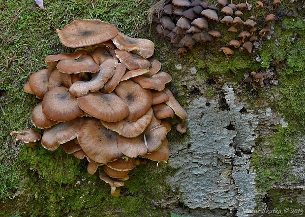 podpňovka žltá Armillaria gallica Marxm. & Romagn.