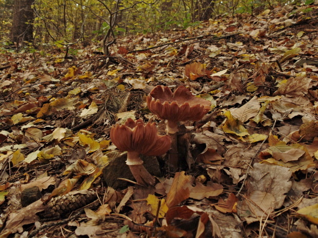 podpňovka tmavá Armillaria ostoyae (Romagn.) Herink