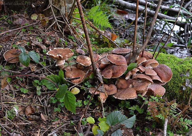 podpňovka tmavá Armillaria ostoyae (Romagn.) Herink