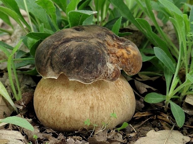 hríb bronzový Boletus aereus Bull. ex Fr.