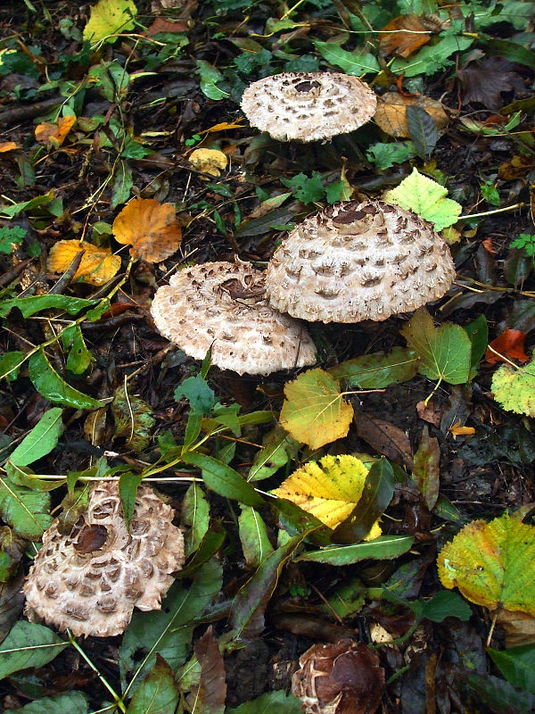 bedľa červenejúca Chlorophyllum rachodes (Vittad.) Vellinga