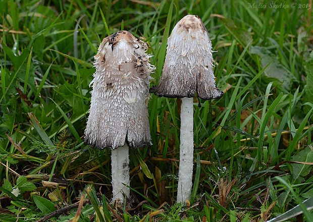 hnojník obyčajný Coprinus comatus (O.F. Müll.) Pers.