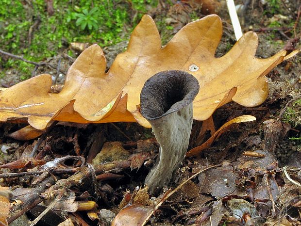 lievik trúbkovitý Craterellus cornucopioides (L.) Pers.