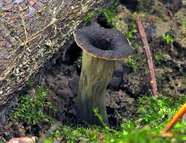 lievik trúbkovitý Craterellus cornucopioides (L.) Pers.