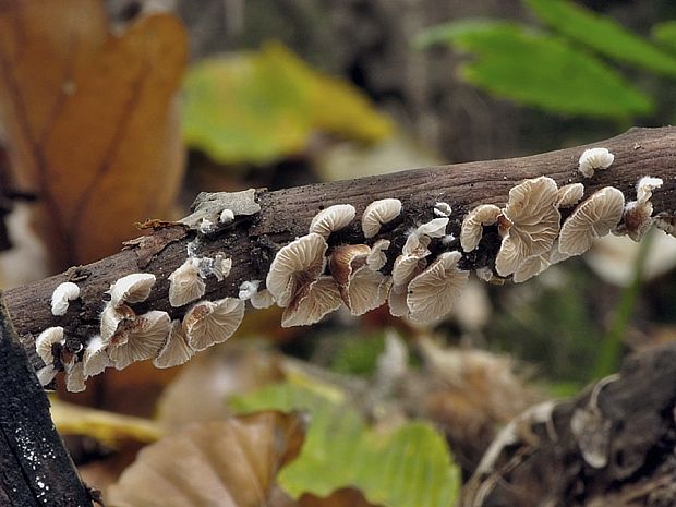 pahliva Crepidotus sp.