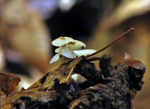 vodnička Cudoniela sp.