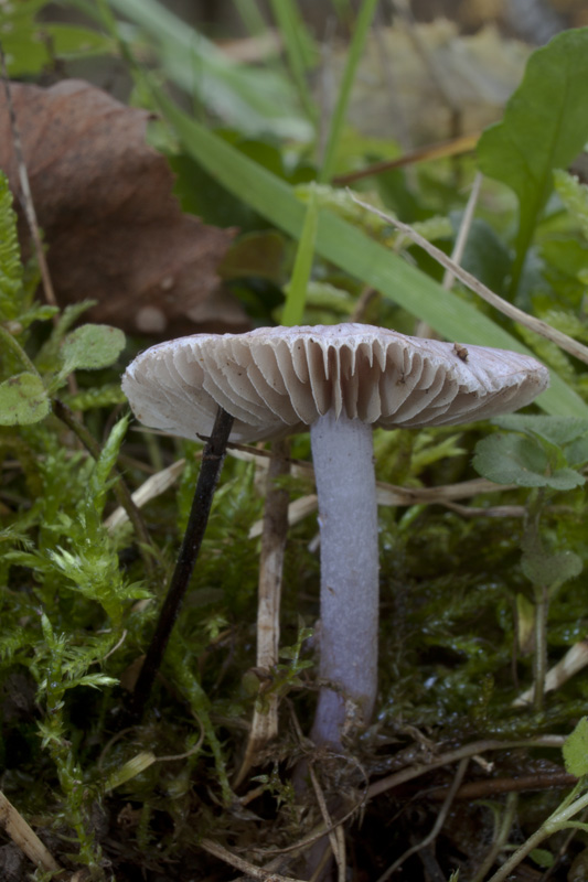 vláknica hlinovolupeňová Inocybe geophylla (Bull.) P. Kumm.