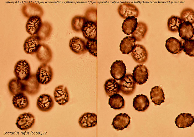 rýdzik ryšavý Lactarius rufus (Scop.) Fr.