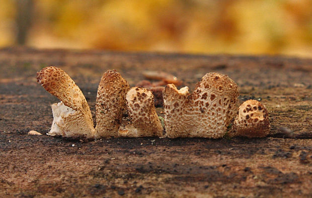 prášnica hruškovitá Lycoperdon pyriforme  Schaeff.