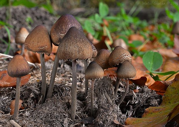 zvoncovec obyčajný Panaeolus papilionaceus (Bull.) Quél.