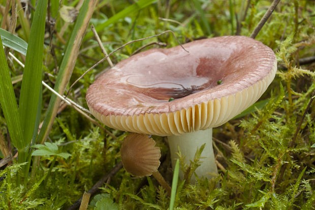 plávka včasná Russula nauseosa (Pers.) Fr.