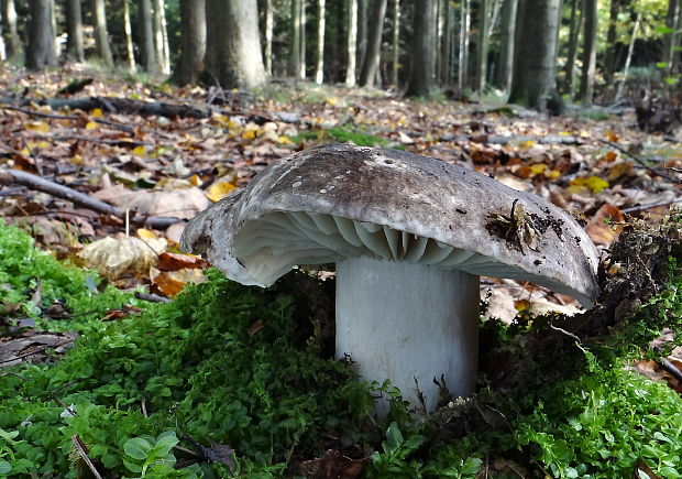 plávka černejúca Russula nigricans Fr.