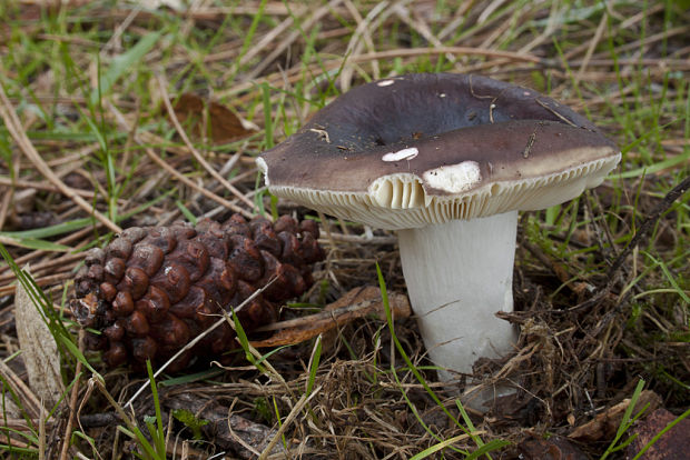 plávka Russula sp.