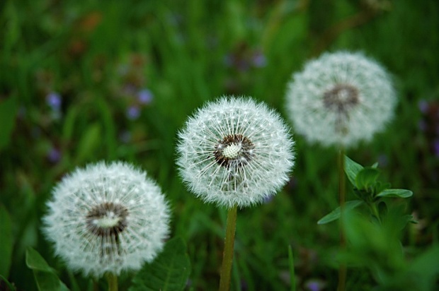 púpava lekárska Taraxacum officinale (L.) Weber ex F.H.Wigg