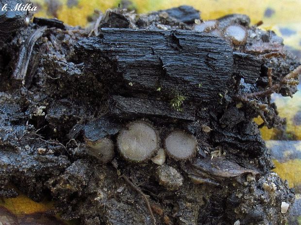 trichoféa Trichophaea sp.