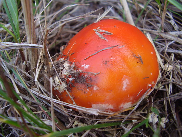 muchotrávka červená Amanita muscaria (L.) Lam.