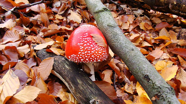 muchotrávka červená Amanita muscaria (L.) Lam.