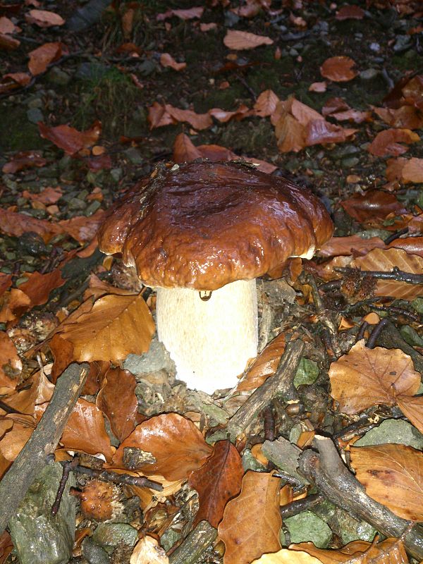 hríb smrekový Boletus edulis Bull.