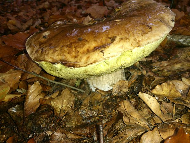 hríb smrekový Boletus edulis Bull.