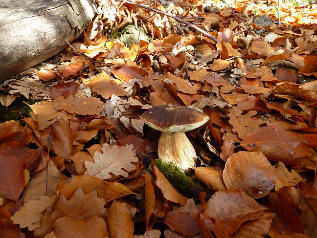 hríb smrekový Boletus edulis Bull.