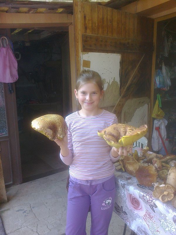 hríb dubový Boletus reticulatus Schaeff.