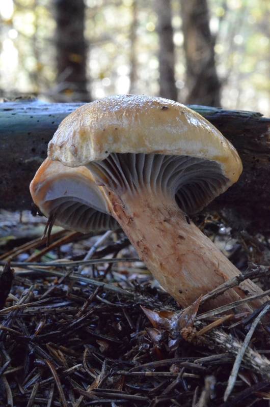 sliziak lepkavý Chroogomphus rutilus (Schaeff.) O.K. Mill.