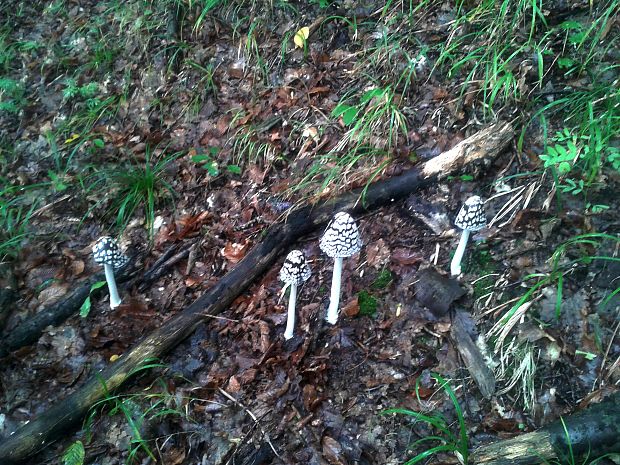 hnojník strakatý.  Coprinus picaceus.