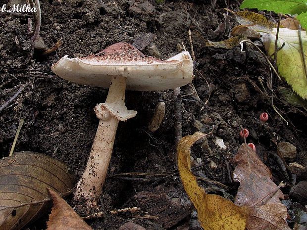 bedlička ostrošupinatá Echinoderma asperum (Pers.) Bon