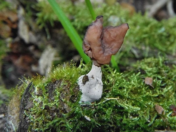 ušiak mitrovitý Gyromitra infula (Schaeff.) Quél.