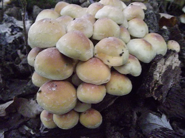 strapcovka zväzkovitá Hypholoma fasciculare (Huds.) P. Kumm.