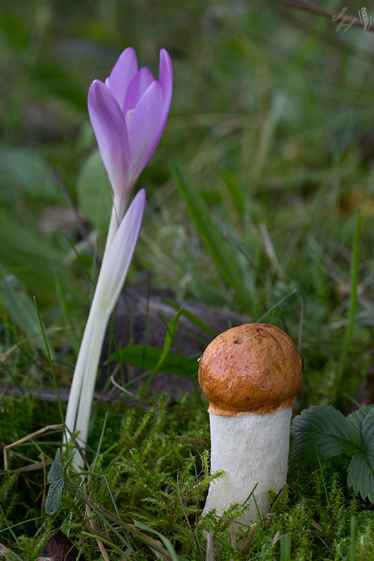 kozák osikový Leccinum albostipitatum den Bakker & Noordel.