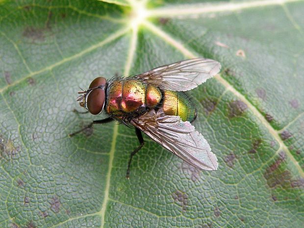 bzučivka  Lucilia sp.