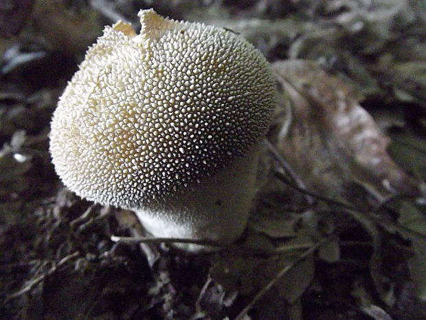 prášnica bradavičnatá Lycoperdon perlatum Pers.