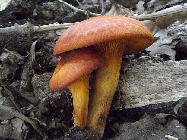 kališník hnedooranžový Omphalotus olearius (DC.) Singer