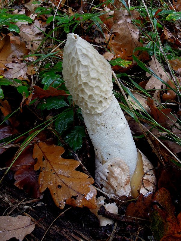 hadovka smradľavá Phallus impudicus L.