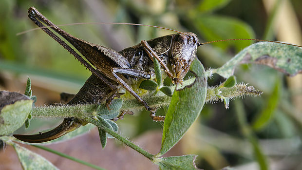 kobylka hnedkastá Pholidoptera griseoaptera