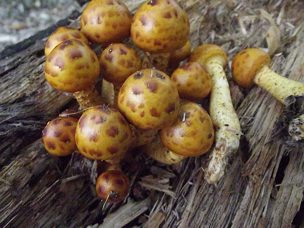 šupinovka slizká Pholiota adiposa (Batsch) P. Kumm.