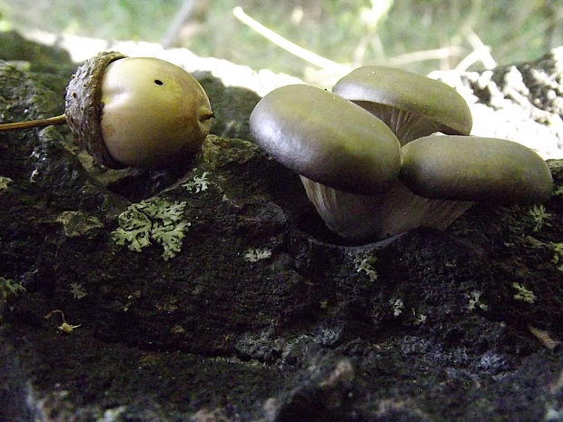 hliva ustricovitá Pleurotus ostreatus (Jacq.) P. Kumm.