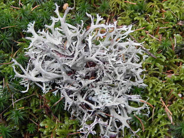 pakonárnik otrubový Pseudevernia furfuracea var. furfuracea (L.) Zopf