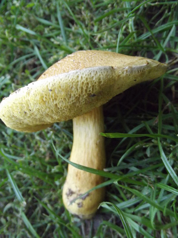 suchohríb marhuľovožltý ? Rheubarbariboletus armeniacus (Quél.) Vizzini, Simonini & Gelardi