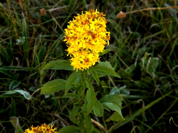 zlatobyľ obyčajná Solidago virgaurea L.