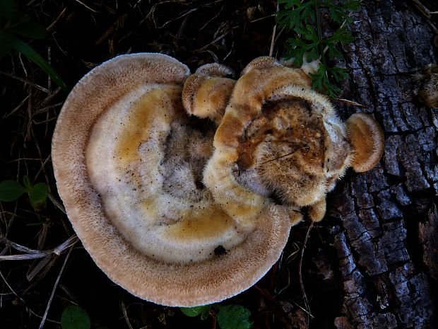 trúdnikovec chlpatý Trametes hirsuta (Wulfen) Lloyd