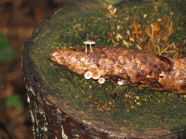 Peniazočka smreková - Strobilurus esculentus (Wulfen: Fr.) Singer