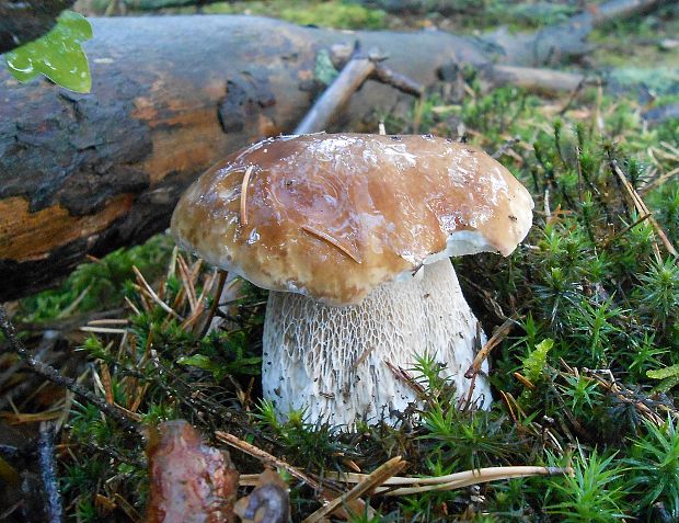 hríb smrekový Boletus edulis Bull.