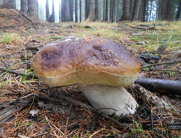 hríb smrekový Boletus edulis Bull.