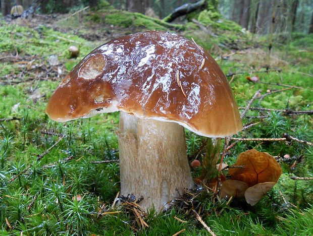 hríb smrekový Boletus edulis Bull.